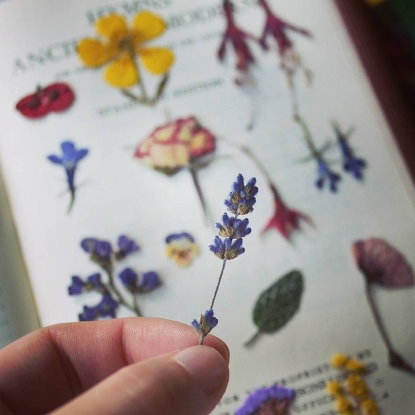 Гербарий в эпоксидной смоле от Miranda Min